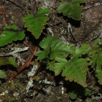 Davallia repens  (L.f.) Kuhn